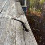 Viviparous lizard that looks at the camera