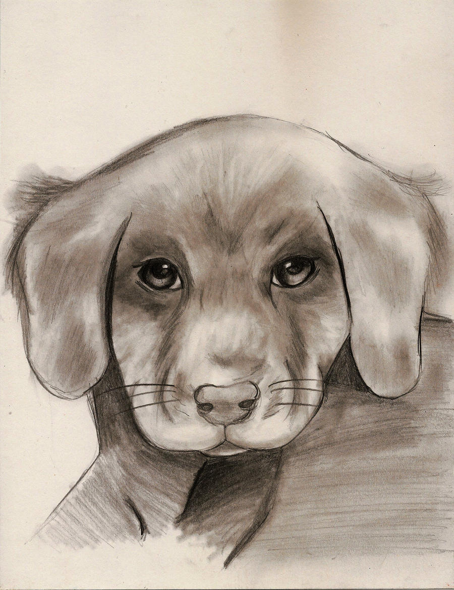 Stop animal abuse!!!