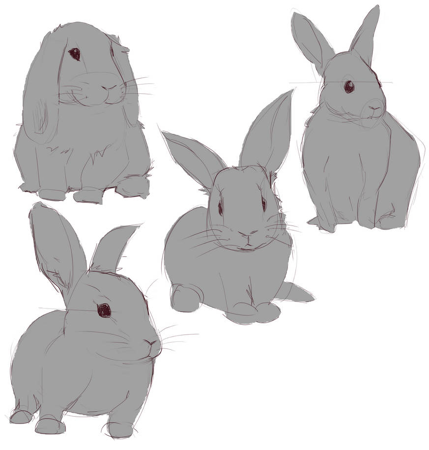 Rabbits 0_0 by Dachine25 on DeviantArt