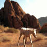 Desert Foal