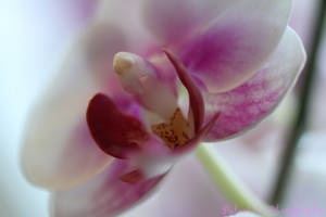 Orchid Delicacy In Pink