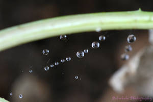 Web Water Drops