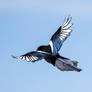 Flying Magpie