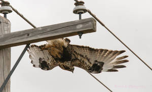 Rough Legged Hawk: The Take Off