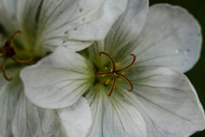 Striking In White