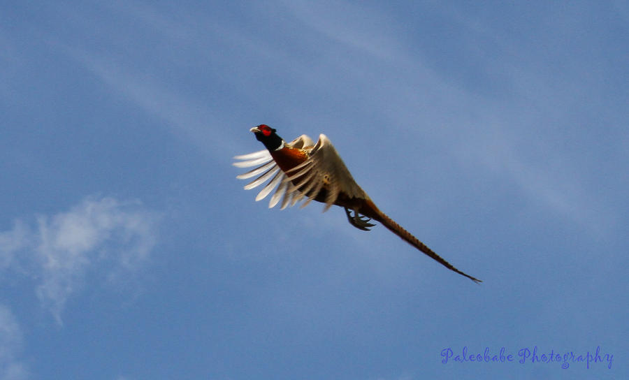 Ringneck Pheasant I