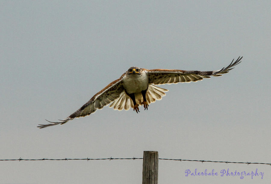 Ferruginous Hawk II