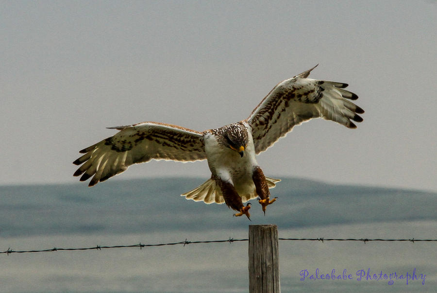 Ferruginous Hawk III