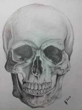 Skull pencil sketch