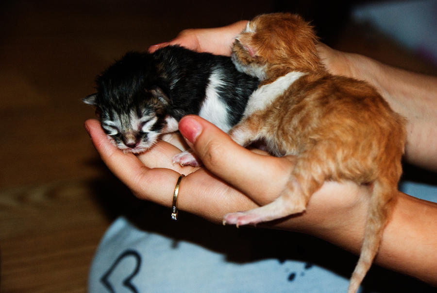 Handful of Kittens