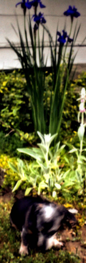 shadows flowers of nature-meditation