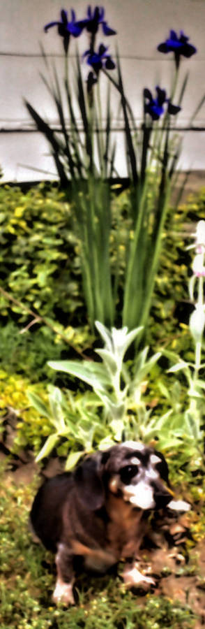 Shadows flowers of nature-statue