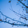 Blu Branches