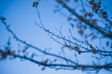 Blu Branches