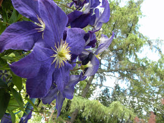 Flower: Clematis