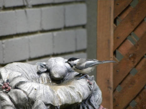 Birds: Bath time