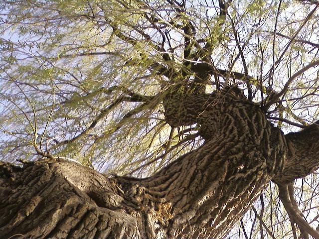 Looking up the Willow Tree