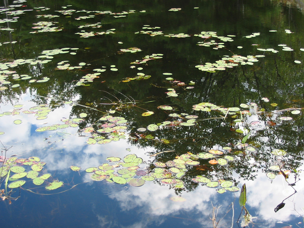 lilypads