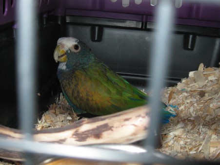 August my White Capped Pionus