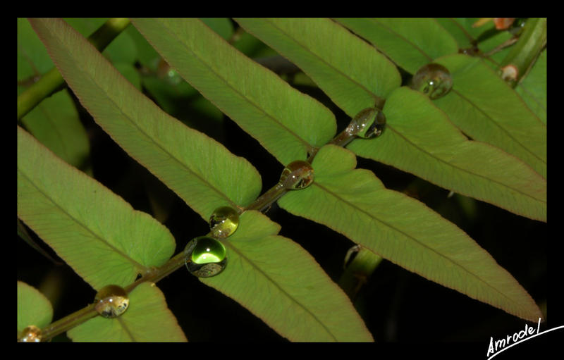 Leaves and Drops