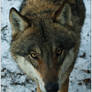 Wolf Face