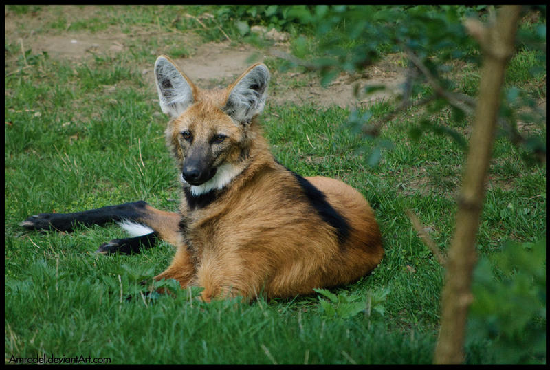 Maned Wolf