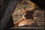 Caracal by amrodel