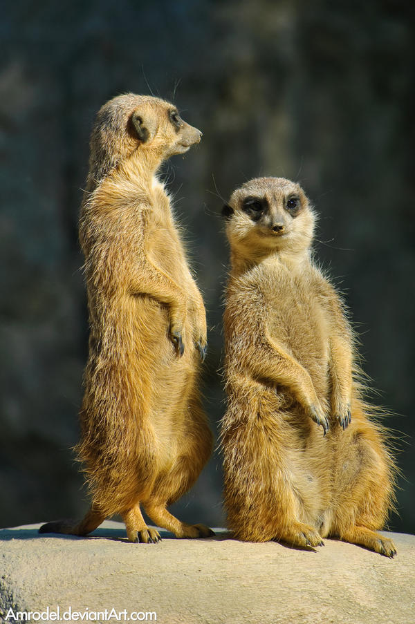 Meerkats by amrodel on DeviantArt