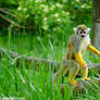 Squirrel Monkey II