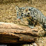 Little Clouded Leopard