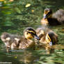 Ducklings