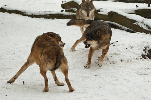 Fight In Wolf Pack II