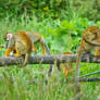 Squirrel Monkeys III