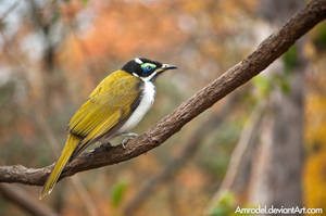 Colourful Bird