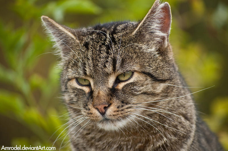 The Cat From the Zoo