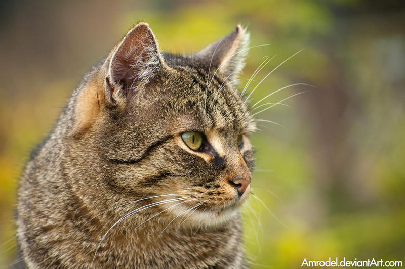 The Cat From the Zoo II