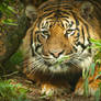 Dua the Sumatran Tiger