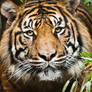 Sumatran Tiger