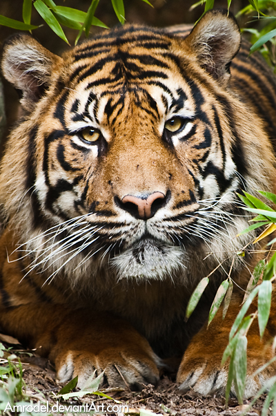 Sumatran Tiger