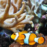 Where Is Nemo?