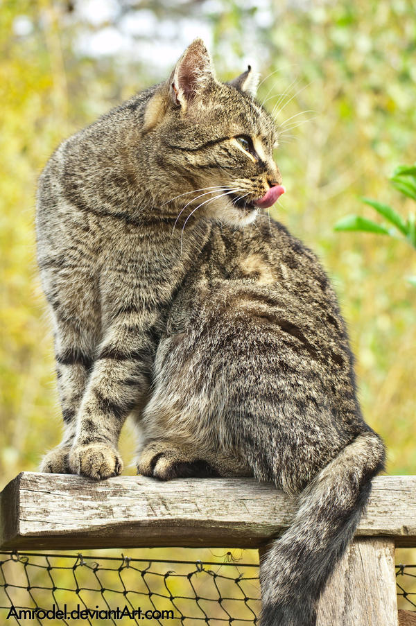 The Cat From the Zoo III