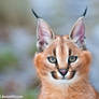 Little Caracal II