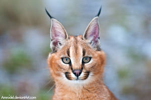 Little Caracal II