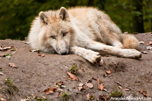 Tired Arctic Wolf Cub