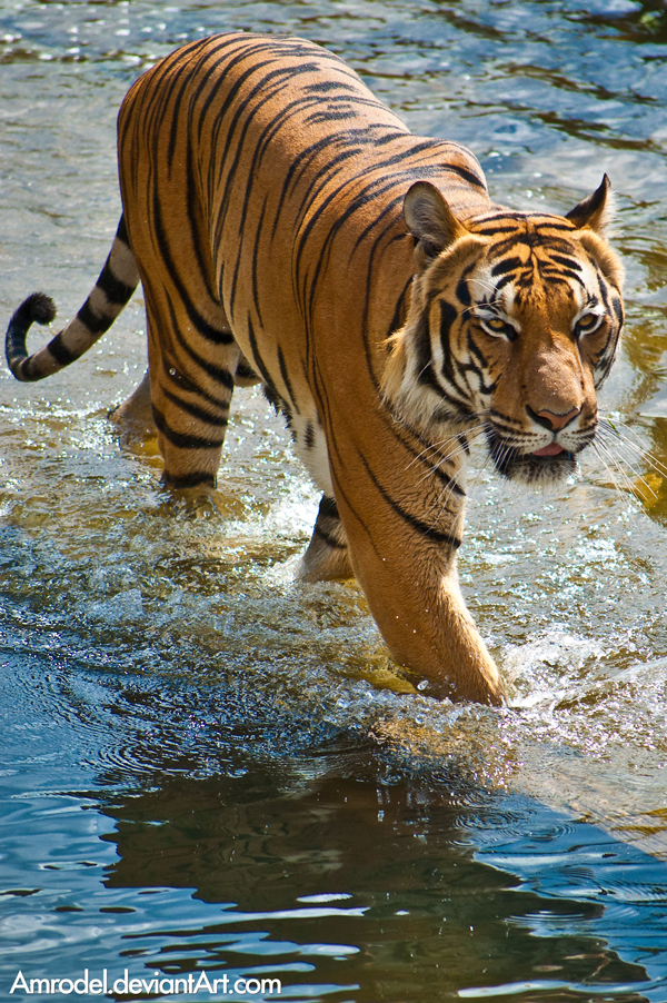 Tiger in Water