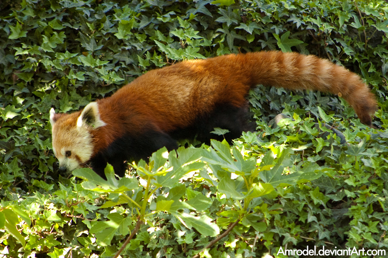 Red Panda IV