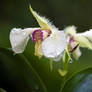 White Dewy Orchid