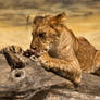 Hungry Lion Cub