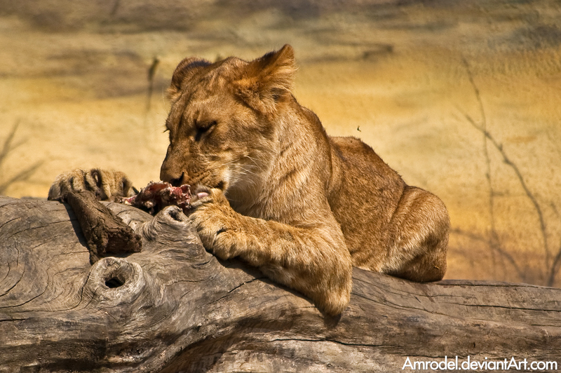 Hungry Lion Cub