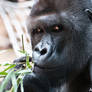 Hungry Gorilla
